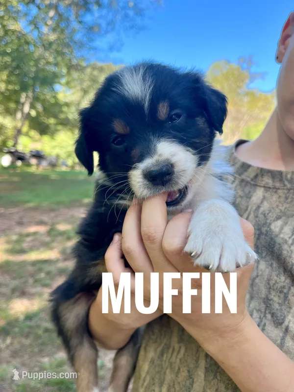Muffin - NO DOCK – Australian Shepherd puppy for sale in Amherst, VA