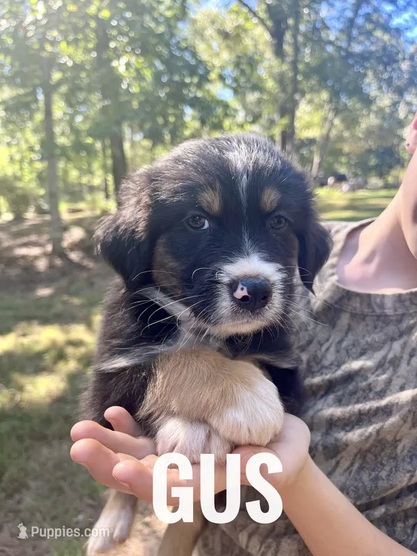 Gus - NO DOCK – Australian Shepherd puppy for sale in Amherst, VA