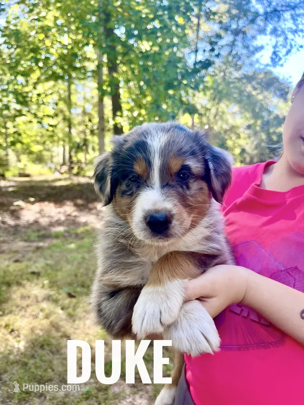 Duke - NO DOCK – Australian Shepherd puppy for sale in Amherst, VA