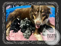 Roxy, a female Australian Shepherd for sale in Amherst, VA – 3 of 8