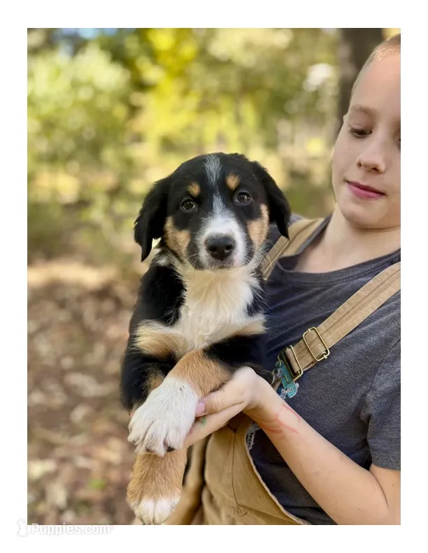 Lucy  – Australian Shepherd puppy for sale in Amherst, VA