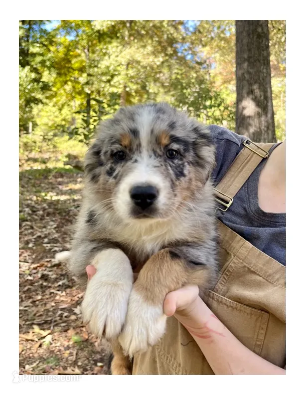 Bluey  – Australian Shepherd puppy for sale in Amherst, VA