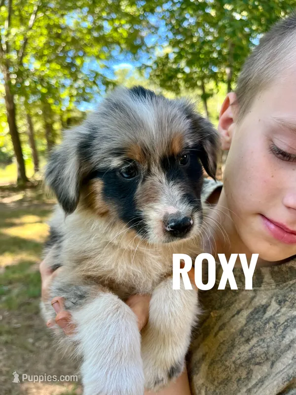 Roxy - NO DOCK – Australian Shepherd puppy for sale in Amherst, VA