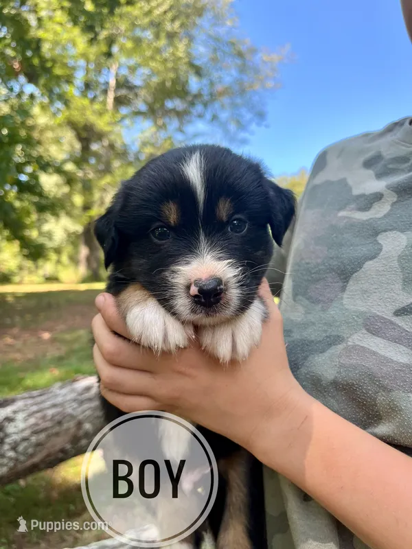 Gus – Australian Shepherd puppy for sale in Amherst, VA