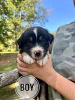 Gus, a male Australian Shepherd for sale in Amherst, VA – 1 of 9