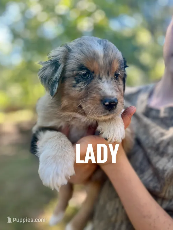 Lady - NO DOCK – Australian Shepherd puppy for sale in Amherst, VA