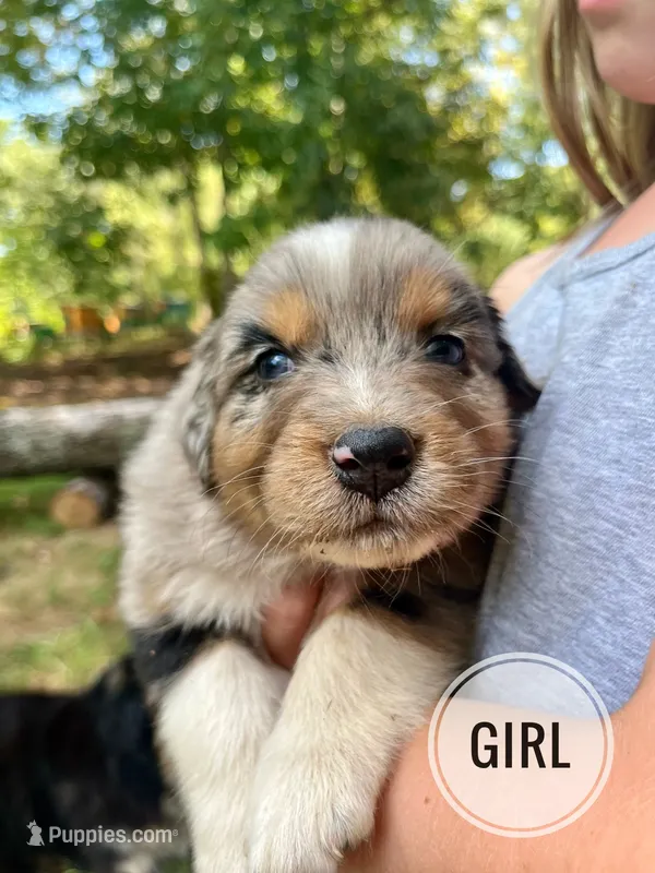 Lady – Australian Shepherd puppy for sale in Amherst, VA