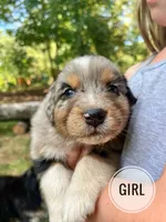 Lady, a female Australian Shepherd for sale in Amherst, VA – 1 of 9