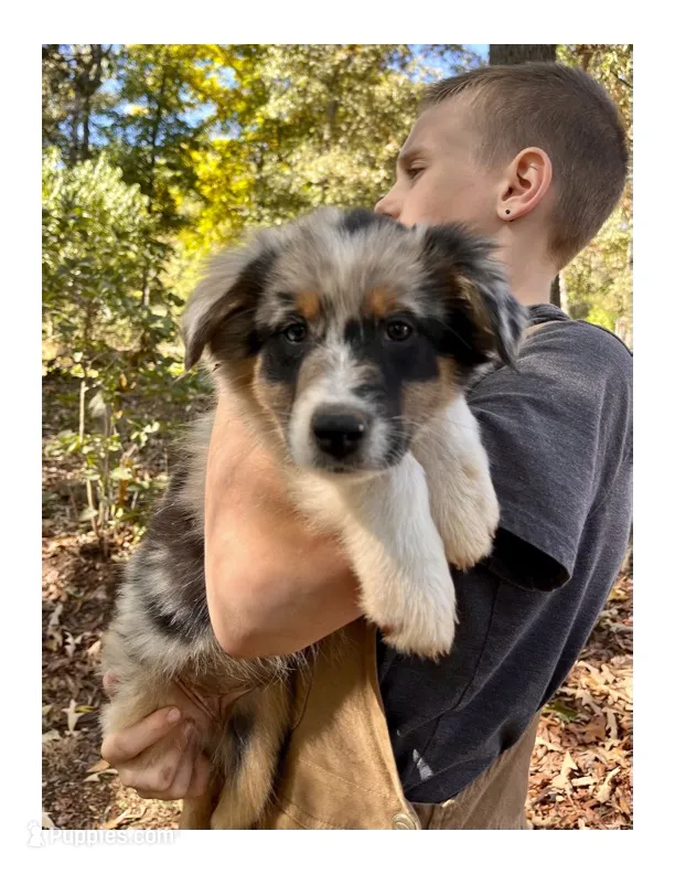 Roxy  – Australian Shepherd puppy for sale in Amherst, VA