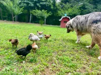 Muffin, a female Australian Shepherd for sale in Amherst, VA – 9 of 9
