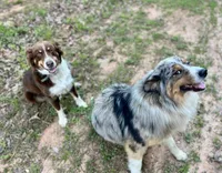 Roxy, a female Australian Shepherd for sale in Amherst, VA – 5 of 8