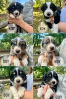Bluey, a male Australian Shepherd for sale in Amherst, VA – 4 of 9