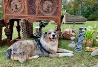 Gus, a male Australian Shepherd for sale in Amherst, VA – 7 of 9