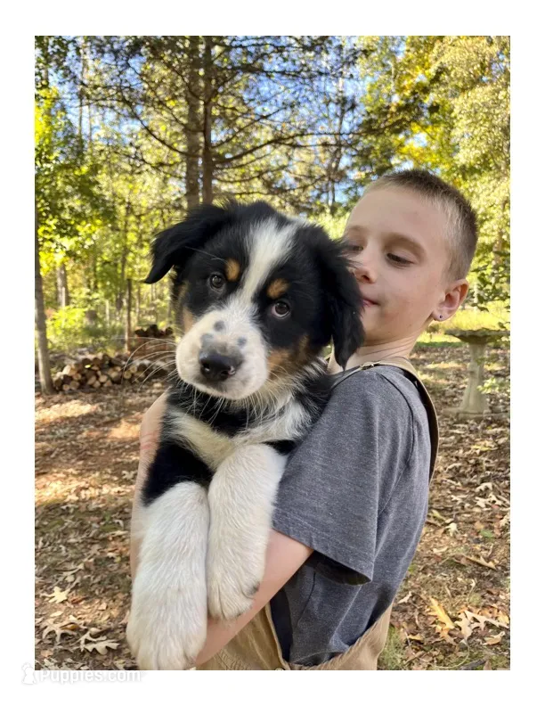 Snoppy  – Australian Shepherd puppy for sale in Amherst, VA