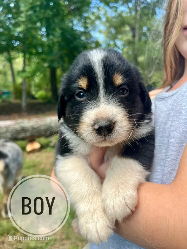 Benji – Australian Shepherd puppy for sale in Amherst, VA