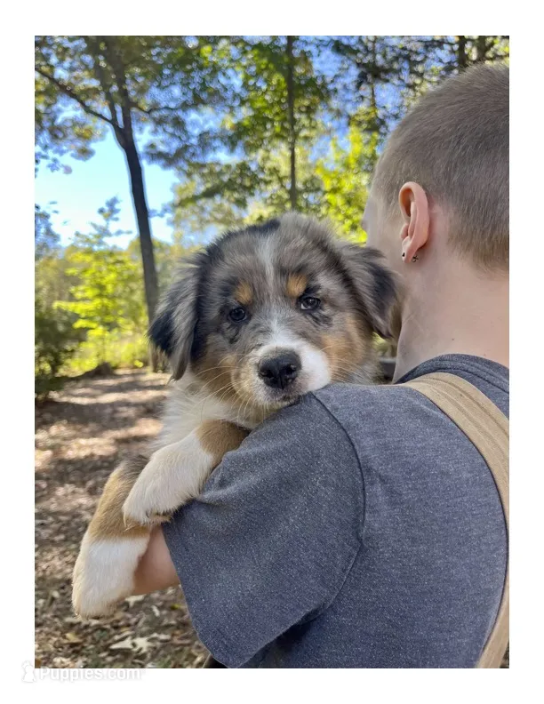 Willow  – Australian Shepherd puppy for sale in Amherst, VA
