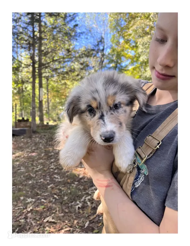 Dot  – Australian Shepherd puppy for sale in Amherst, VA