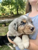 Lady, a female Australian Shepherd for sale in Amherst, VA – 2 of 9