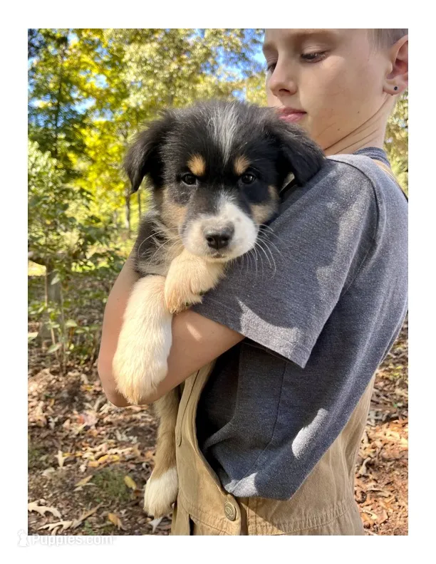 Muffin  – Australian Shepherd puppy for sale in Amherst, VA