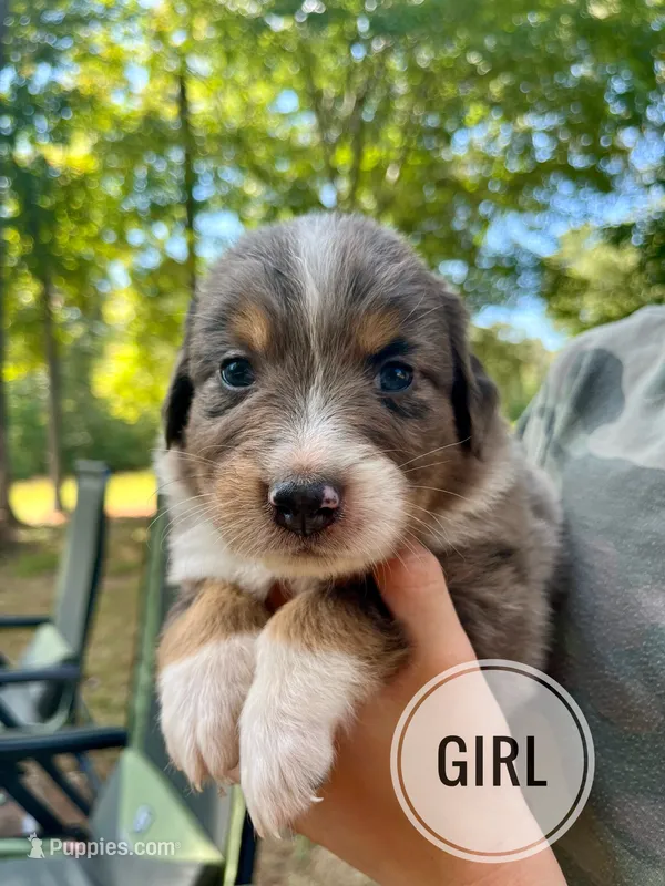 Willow – Australian Shepherd puppy for sale in Amherst, VA
