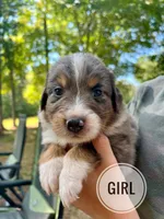 Willow, a female Australian Shepherd for sale in Amherst, VA – 1 of 7