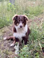 Snoppy, a male Australian Shepherd for sale in Amherst, VA – 6 of 10