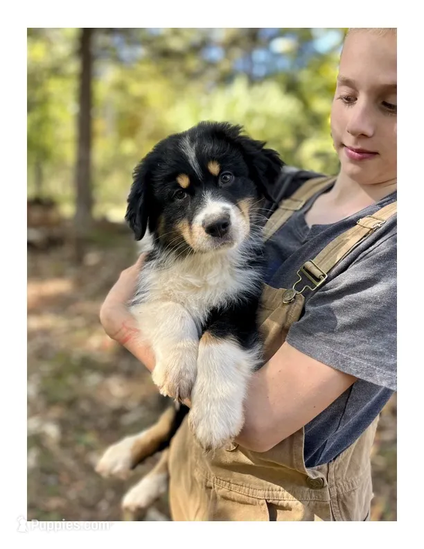 Bear  – Australian Shepherd puppy for sale in Amherst, VA