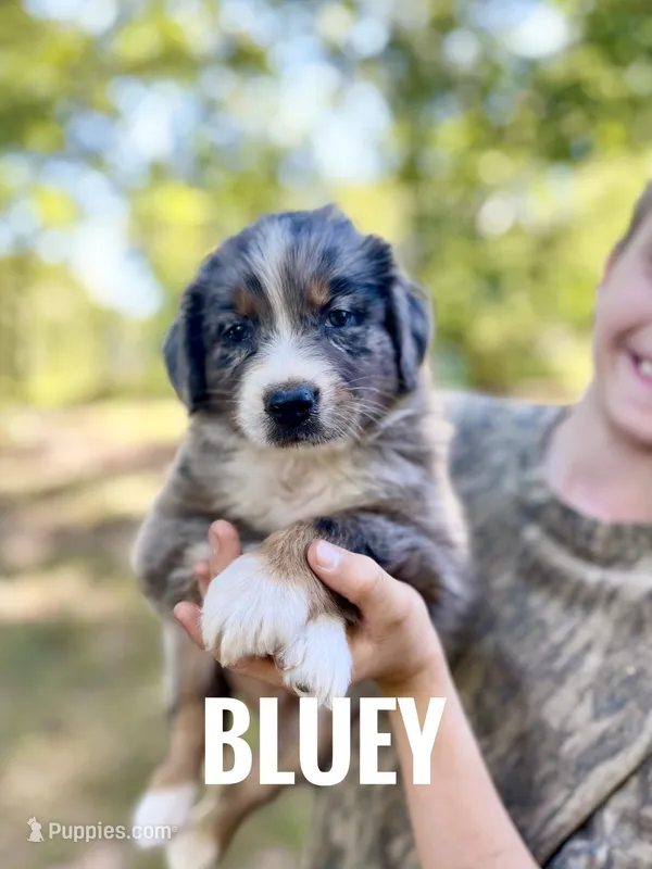 Bluey - NO DOCK – Australian Shepherd puppy for sale in Amherst, VA