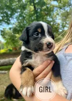 Lucy, a female Australian Shepherd for sale in Amherst, VA – 1 of 9