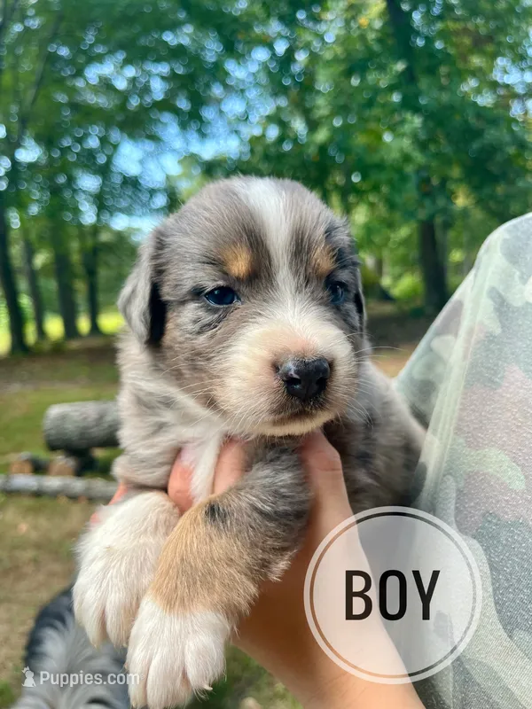 Bluey – Australian Shepherd puppy for sale in Amherst, VA