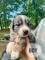 Bluey, a male Australian Shepherd for sale in Amherst, VA – 1 of 9