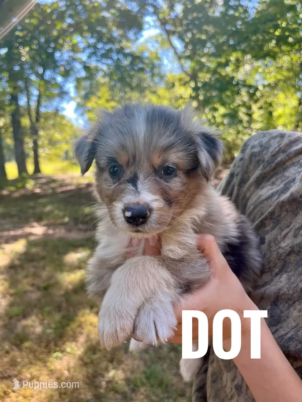 Dot - NO DOCK – Australian Shepherd puppy for sale in Amherst, VA