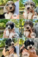 Roxy, a female Australian Shepherd for sale in Amherst, VA – 2 of 8