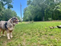 Muffin, a female Australian Shepherd for sale in Amherst, VA – 7 of 9