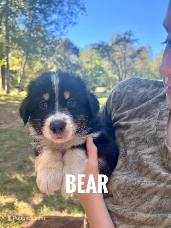 Bear - NO DOCK – Australian Shepherd puppy for sale in Amherst, VA