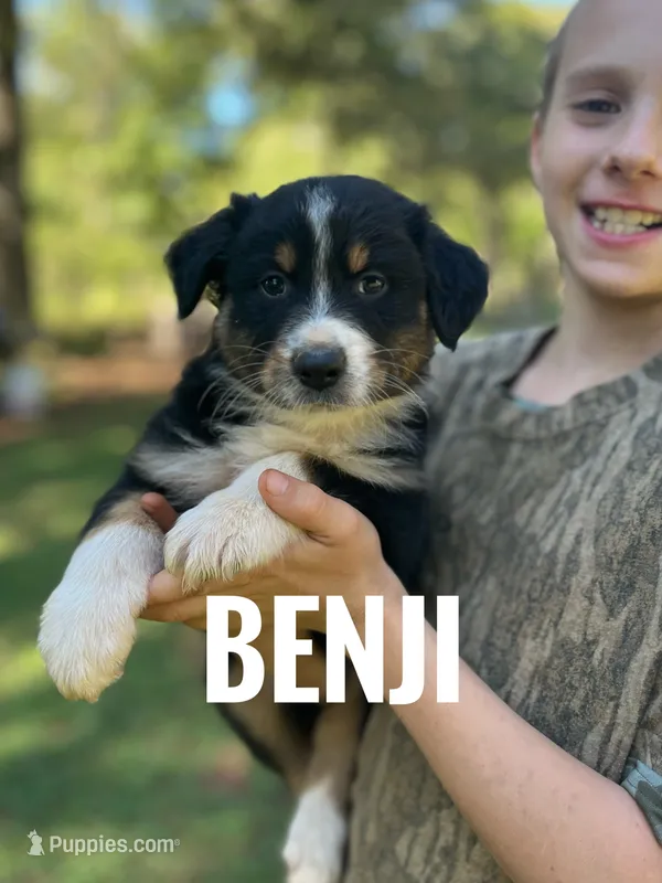 Benji - NO DOCK – Australian Shepherd puppy for sale in Amherst, VA