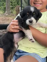 Muffin, a female Australian Shepherd for sale in Amherst, VA – 2 of 9