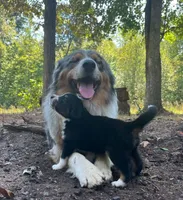 Lady, a female Australian Shepherd for sale in Amherst, VA – 5 of 9