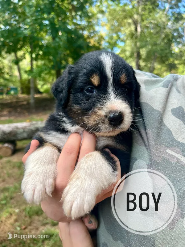 Bear – Australian Shepherd puppy for sale in Amherst, VA