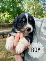 Bear, a male Australian Shepherd for sale in Amherst, VA – 1 of 9