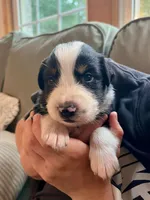 Snoppy, a male Australian Shepherd for sale in Amherst, VA – 2 of 10