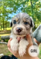 Dot, a female Australian Shepherd for sale in Amherst, VA – 1 of 8