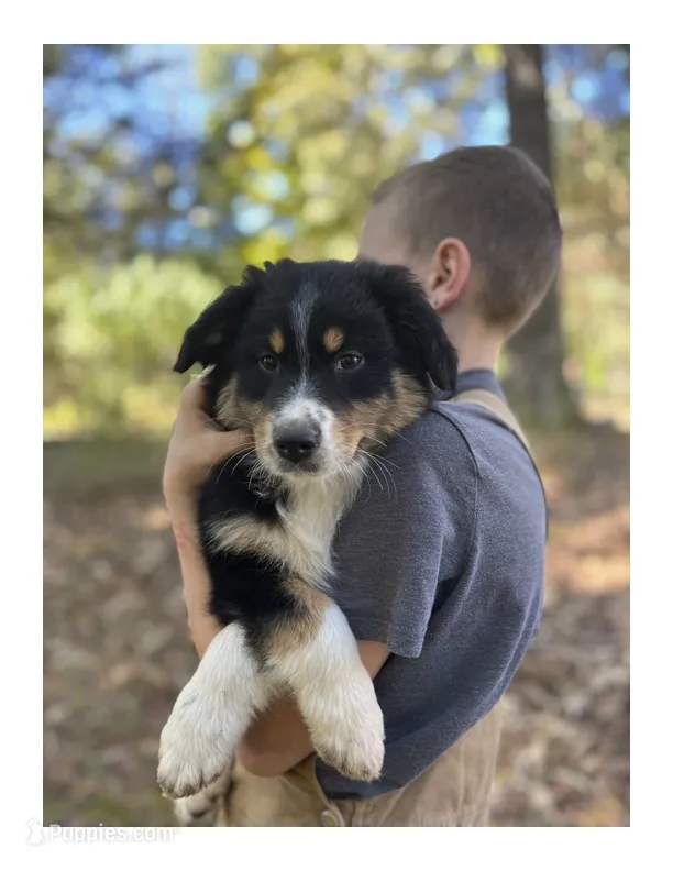 Benji  – Australian Shepherd puppy for sale in Amherst, VA