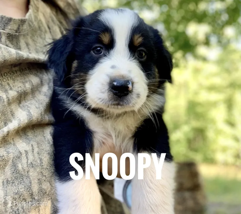 Snoppy - NO DOCK – Australian Shepherd puppy for sale in Amherst, VA
