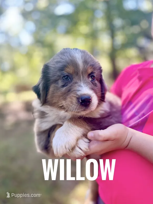 Willow - NO DOCK – Australian Shepherd puppy for sale in Amherst, VA
