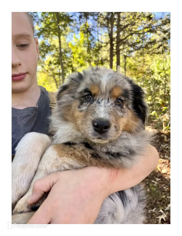 Lady  – Australian Shepherd puppy for sale in Amherst, VA