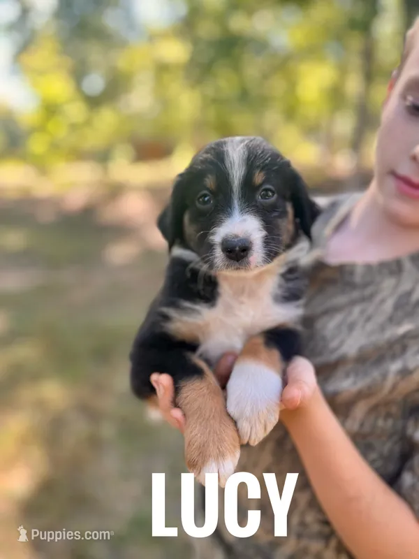 Lucy - NO DOCK  – Australian Shepherd puppy for sale in Amherst, VA