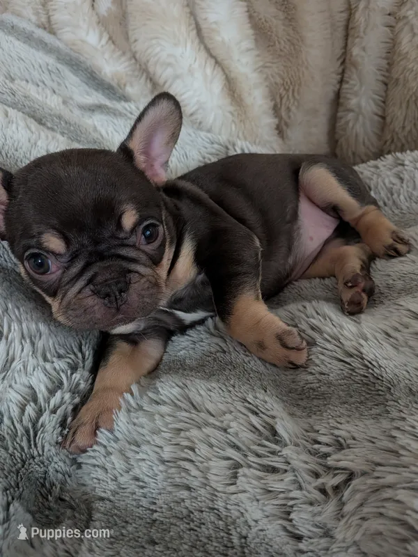 Lil sis, a female French Bulldog for sale in Riverbank, CA – 1 of 2