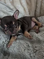 Lil sis, a female French Bulldog for sale in Riverbank, CA – 1 of 2