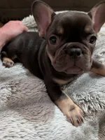 Bear, a male French Bulldog for sale in Riverbank, CA – 3 of 3